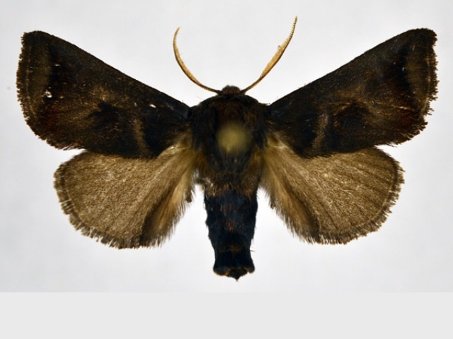Astatophlebia marmarobrunnea
